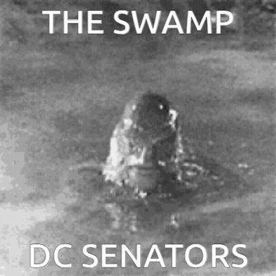 A Black And White Photo Of A Crocodile In The Water With The Words The Swamp Dc Senators GIF