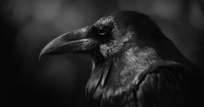 A Black And White Photo Of A Crow 'S Head . GIF