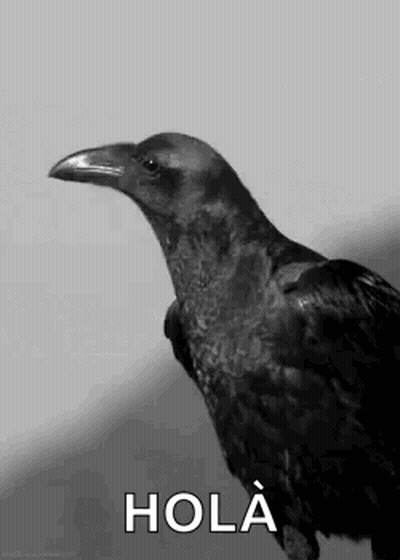 A Black And White Photo Of A Crow Standing Next To A White Wall . GIF