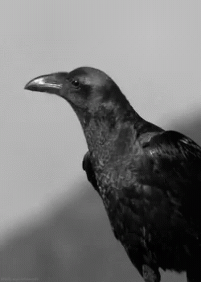 A Black And White Photo Of A Crow With A Long Beak And A Long Neck . GIF