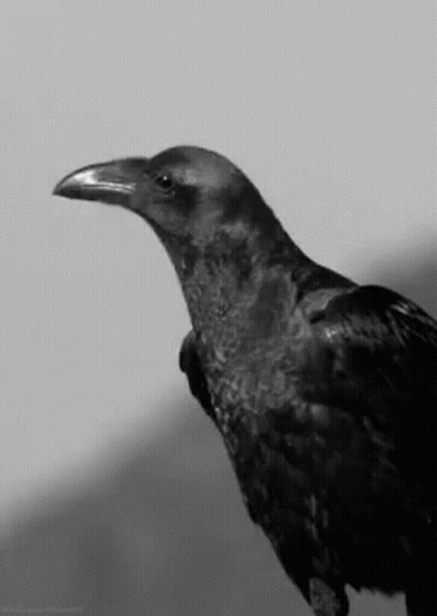 A Black And White Photo Of A Crow With A Long Beak And A Long Neck . GIF