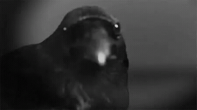 A Black And White Photo Of A Crow With Its Beak Open And Looking At The Camera . GIF