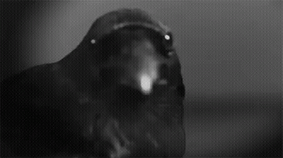 A Black And White Photo Of A Crow With Its Beak Open Looking At The Camera . GIF
