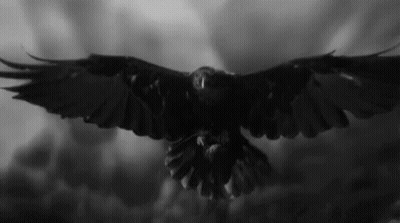 A Black And White Photo Of A Crow With Its Wings Spread GIF