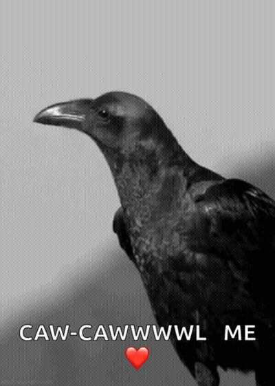 A Black And White Photo Of A Crow With The Words Caw-Cawwwwl Me GIF