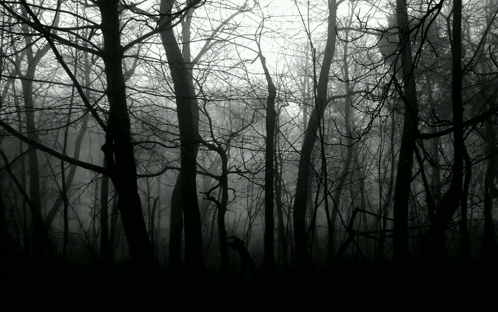 A Black And White Photo Of A Dark Forest With Trees Without Leaves GIF