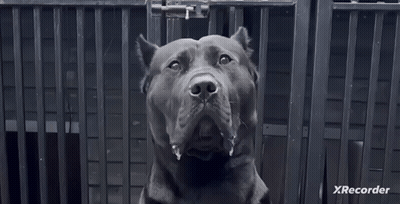 A Black And White Photo Of A Dog In A Cage With Xrecorder In The Corner . GIF