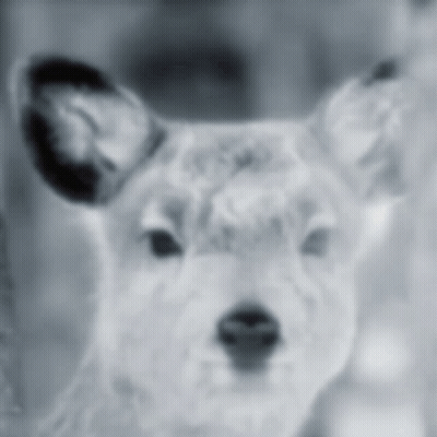 A Black And White Photo Of A Dog 'S Face GIF
