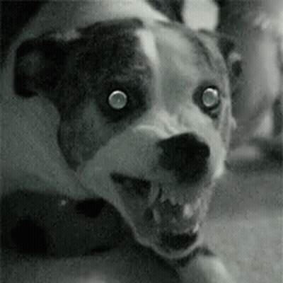 A Black And White Photo Of A Dog With Sharp Teeth And Glowing Eyes . GIF