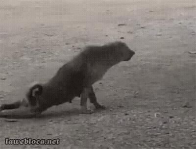 A Black And White Photo Of A Dog With The Website Lawebloca.net In The Bottom Right Corner GIF