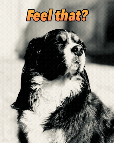 a black and white photo of a dog with the words feel that above it