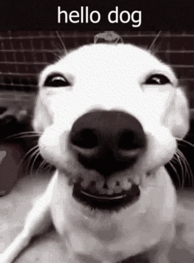 A Black And White Photo Of A Dog With The Words Hello Dog On The Bottom GIF