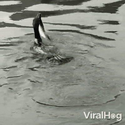 A Black And White Photo Of A Duck Swimming In A Body Of Water With The Words Viralhog On The Bottom GIF