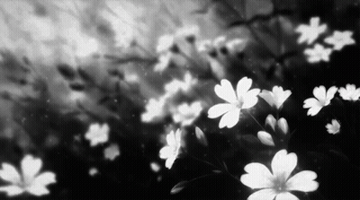 A Black And White Photo Of A Field Of White Flowers GIF