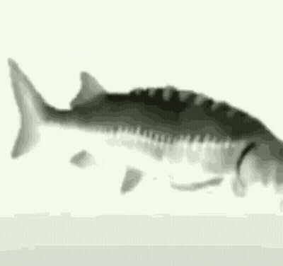 A Black And White Photo Of A Fish With The Words `` Yo Cuando Yo Cuando '' Written Below It . GIF