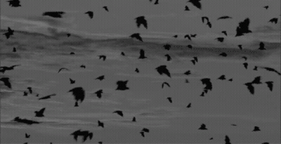 A Black And White Photo Of A Flock Of Birds In The Sky GIF