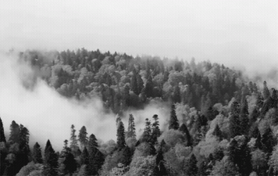 A Black And White Photo Of A Foggy Forest GIF