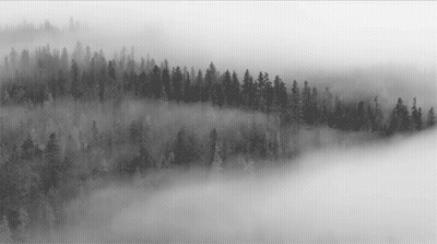 A Black And White Photo Of A Foggy Forest GIF