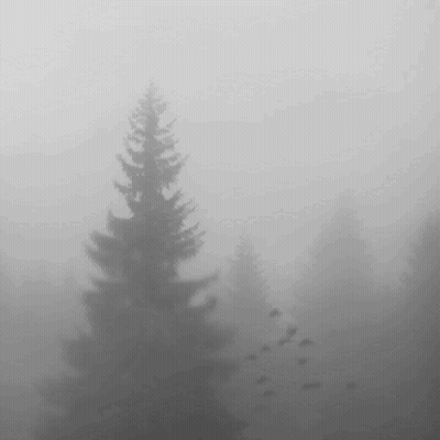 A Black And White Photo Of A Foggy Forest With A Flock Of Birds Flying In The Distance . GIF