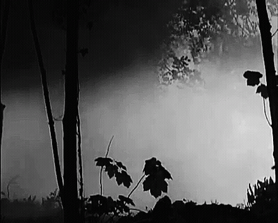 A Black And White Photo Of A Foggy Forest With Trees And Leaves . GIF