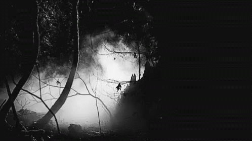 A Black And White Photo Of A Forest At Night With Trees Covered In Fog . GIF