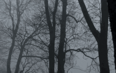 A Black And White Photo Of A Forest With Trees In The Fog GIF
