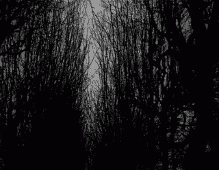 A Black And White Photo Of A Forest With Trees Without Leaves And Branches . GIF