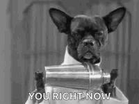 A Black And White Photo Of A French Bulldog Holding A Shaker . GIF