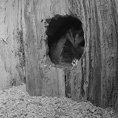 A Black And White Photo Of A Hole In A Tree Stump GIF