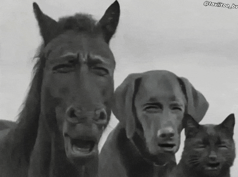 A Black And White Photo Of A Horse A Dog And A Cat With Their Mouths Open GIF