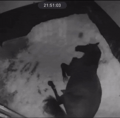 A Black And White Photo Of A Horse Laying Down With The Time Of 02:06:42 GIF