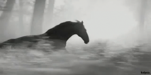 A Black And White Photo Of A Horse Running In The Water . GIF