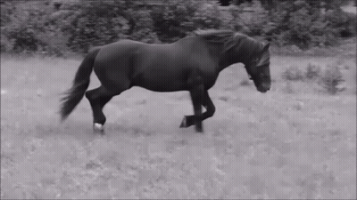 A Black And White Photo Of A Horse Running Through A Grassy Field GIF