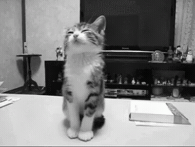 A Black And White Photo Of A Kitten Sitting On A Table GIF