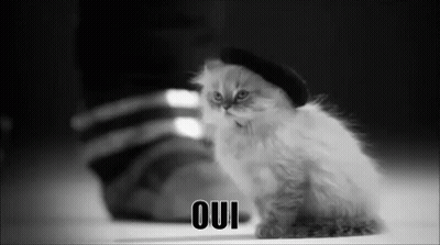 A Black And White Photo Of A Kitten Wearing A Hat With Oui Written On The Bottom GIF