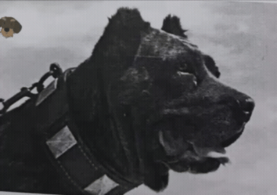 A Black And White Photo Of A Large Dog Wearing A Collar GIF