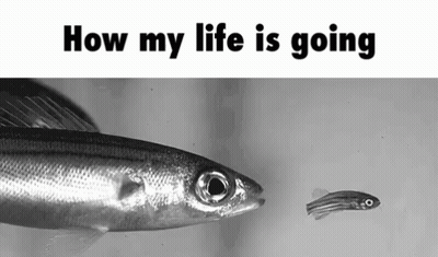 A Black And White Photo Of A Large Fish And A Smaller Fish With The Words `` How My Life Is Going '' Below It . GIF
