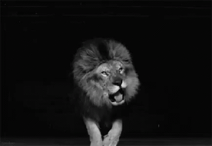 A Black And White Photo Of A Lion Standing On Its Hind Legs With Its Mouth Open . GIF