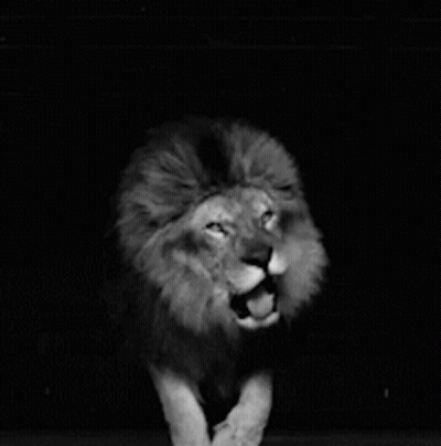 A Black And White Photo Of A Lion With A Caption That Says Let 'S Fckn Roaaarrr GIF