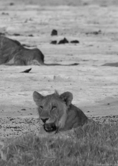 A Black And White Photo Of A Lioness Laying Down In The Grass GIF