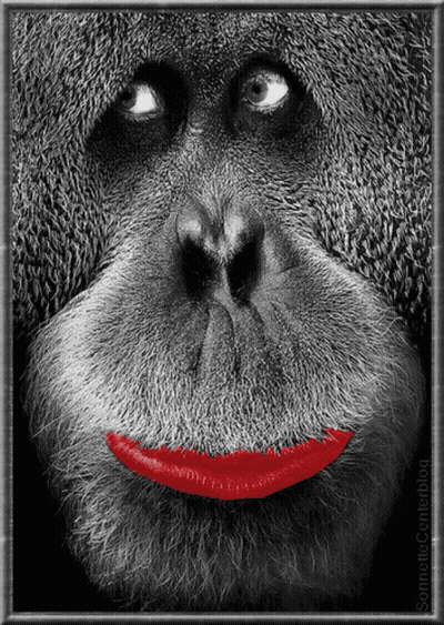 A Black And White Photo Of A Monkey With Red Lipstick On Its Lips GIF