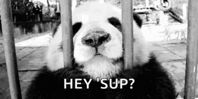 A Black And White Photo Of A Panda Bear Behind Bars With The Caption `` Hey 'Sup '' . GIF