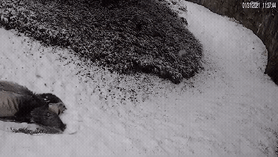 A Black And White Photo Of A Person Laying On The Snow . GIF