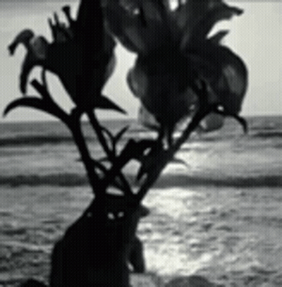 A Black And White Photo Of A Person Standing Next To A Vase Of Flowers On The Beach . GIF