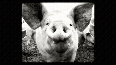 A Black And White Photo Of A Pig With Its Mouth Open Looking At The Camera GIF