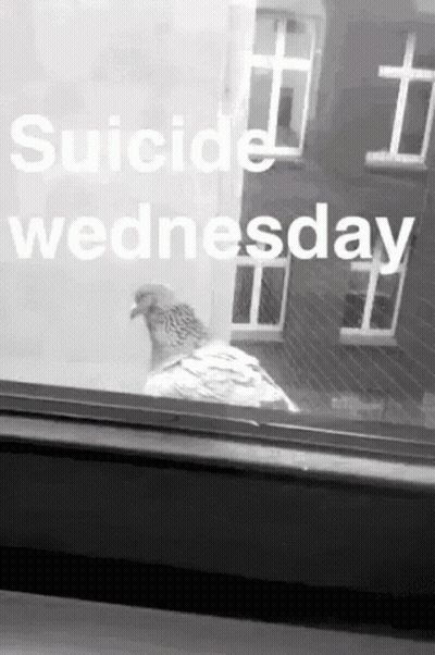 A Black And White Photo Of A Pigeon Looking Out A Window With The Words Suicide Wednesday Below It GIF