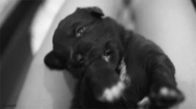 A Black And White Photo Of A Puppy Laying Down On A Table . GIF
