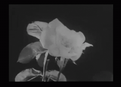 A Black And White Photo Of A Rose With A Black Background GIF