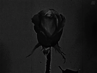 A Black And White Photo Of A Rose With The Letter R On The Bottom Left GIF