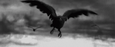 A Black And White Photo Of A Seagull Flying Over The Ocean . GIF